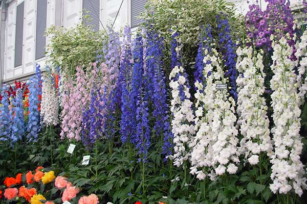 Chelsea Flowershow