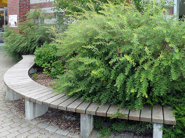 Rundbank als Sammelplatz