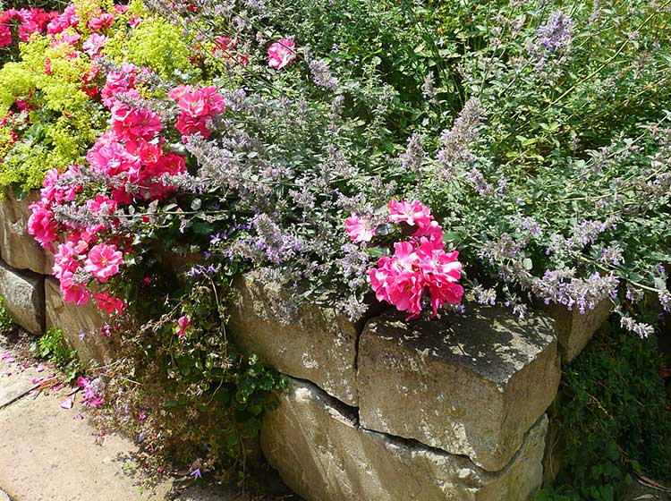 bepflanzte Trockenmauer