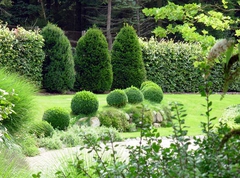 Buchskugeln in Reihe