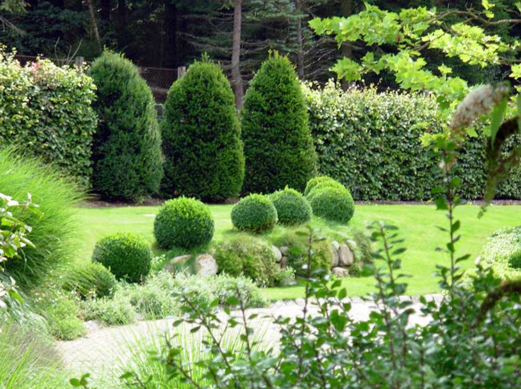 Buchskugeln in Reihe