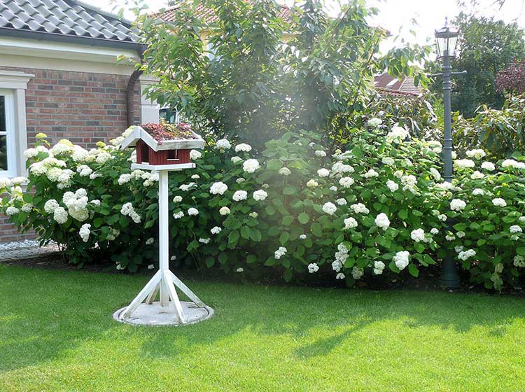 Vogelhäuschen  vor Hortensien "Annabelle"