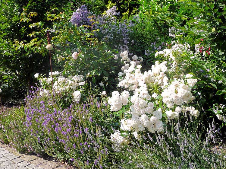 elegante Pflanzkombination